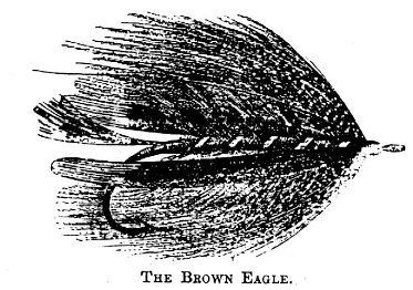 DrawBrownEagle
