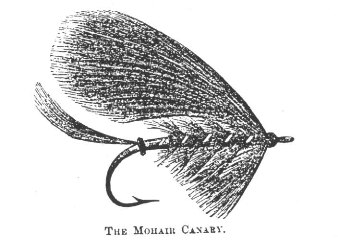 drawmohaircanary