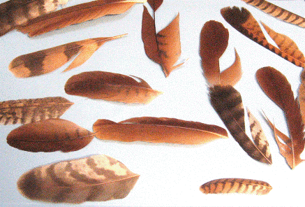 gledwingfeathers